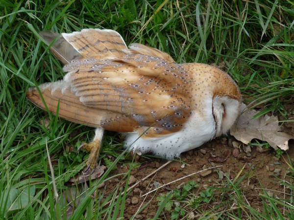 L'animal fut surpris par son erreur de jugement et de trajectoire.