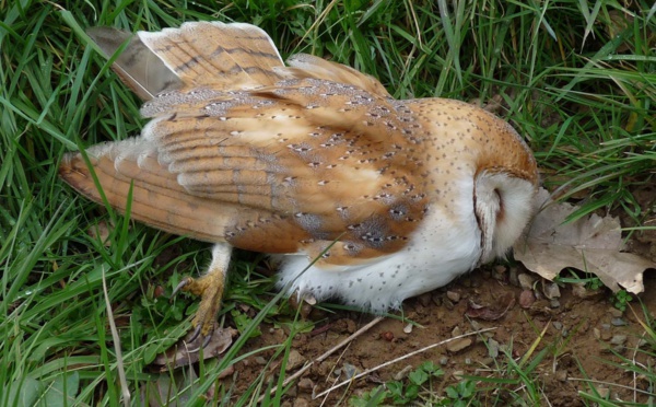 Une chouette viendrait de se faire canarder dans le ciel de la Vendée